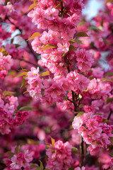 Breathtaking Focus on Kwanza Cherry Tree in Full Bloom- A Testament of Proper Tree Care