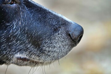 black and white half-breed dog muzzle profile close-up