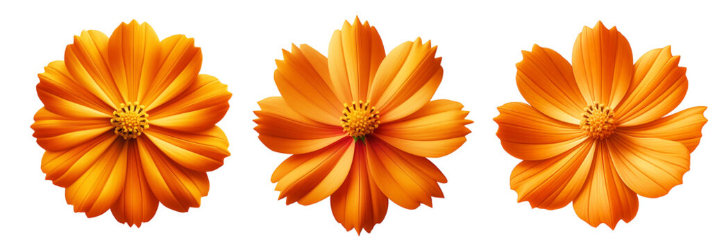 Orange Cosmos bipinnate flower isolated on a transparent background PNG Image
