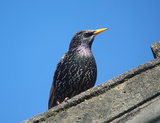 Starling