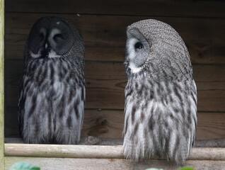 Great grey owl