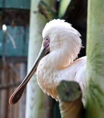Spoonbill