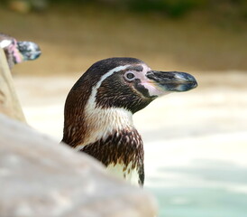 Humboldt penguin