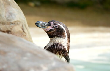 humboldt penguin