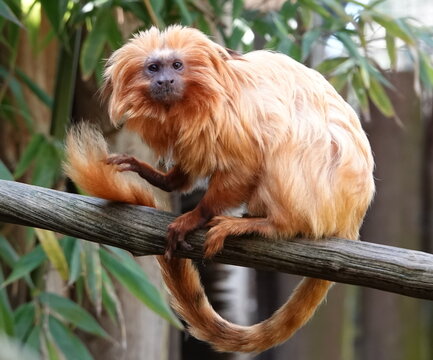 Golden lion tamarin