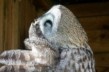 Great grey owl preening
