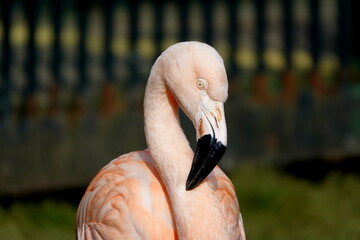 Flamingo