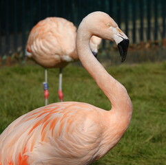 Flamingo