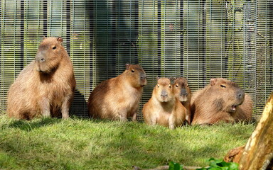 Capybara
