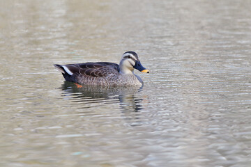Fototapeta premium 光の中を泳ぐカモ