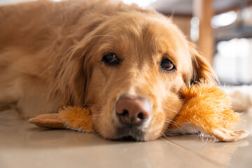A thoughtful golden retriever dog lying on the floor, resting its head affectionately on its...