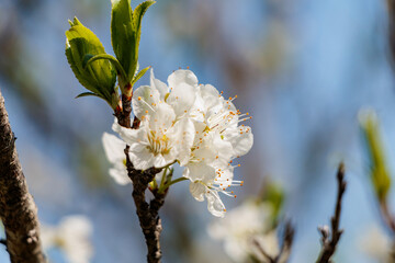 白い桃の花と青空