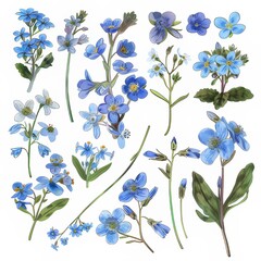 Clip art illustration with various types of forget me not on a white background.	