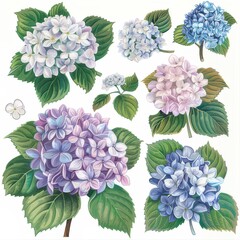 Clip art illustration with various types of Hydrangea on a white background.	