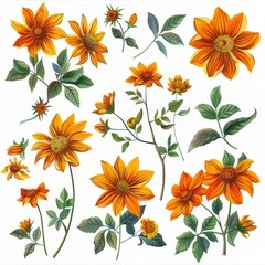 Clip art illustration with various types of Mexican Sunflower Weed on a white background.	
