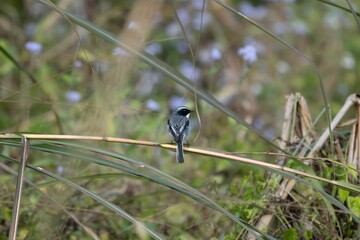 Little pied flycatcher perched on the side of a tree branch in a natural outdoor setting