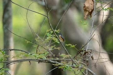 Small nuthatch perched on top of a tree branch, surrounded by lush green foliage in a wooded area