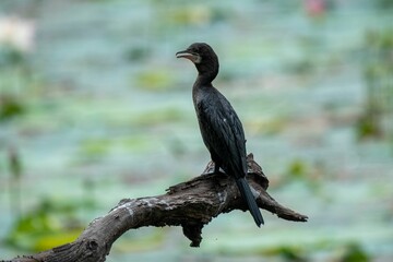 Cormorant perched on a branch of a tree, surrounded by lush green foliage