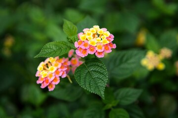 Close-up shot of a vibrant Lantana flower nestled among lush green foliage