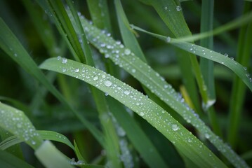 Close-up shot of lush green grass covered in raindrops