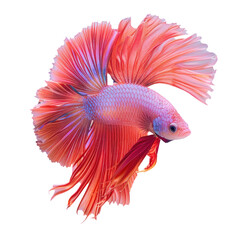 Fototapeta premium A magenta Betta fish with a long tail swims in an aquarium