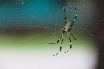 Black and yellow spider constructing an intricate web in a patch of sunlight outdoors.
