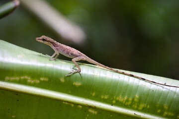 Vivid green plant with a North American red-throated anole perched atop its stem