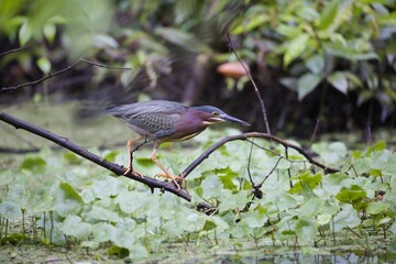 Brown-feathered American green night heron (Butorides virescens) perched atop a woody branch
