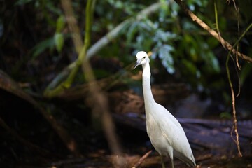 White Little blue heron (Egretta caerulea) perched on a rock in a scenic river