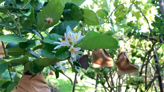 Rapala manea butterfly on sunny Jasmine blossom flowers in the park