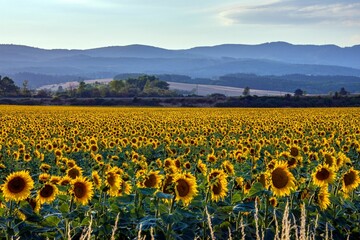 Stunning sunflower field near Zvolen, Slovakia.