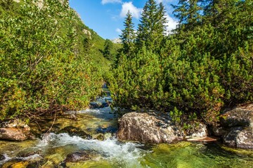 Tranquil mountain stream meandering its way through lush trees. High Tatra Mountains, Slovakia.