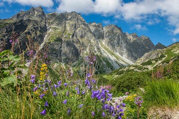 Beautiful view of the High Tatra Mountains with blooming flowers in the valley. Slovakia.