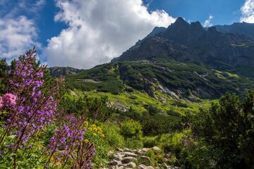 Beautiful view of the High Tatra Mountains with blooming flowers in the valley. Slovakia.