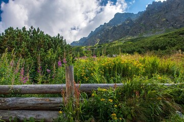 Fototapeta na wymiar Beautiful view of the High Tatra Mountains with blooming flowers in the valley. Slovakia.