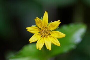 Closeup shot of a yellow Sphagneticola calendulacea in the garden with a blurred background
