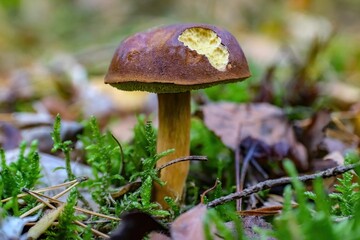 this is a close up of the mushroom on the ground