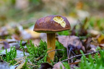 a mushroom with a rotten surface in the grass and brown leaves