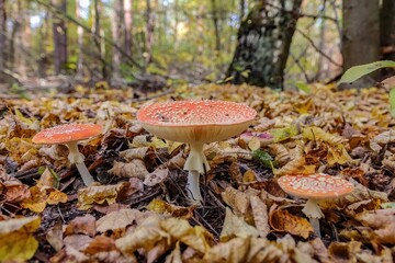Vibrant and colorful scene of three Fly agaric mushrooms in a natural forest setting