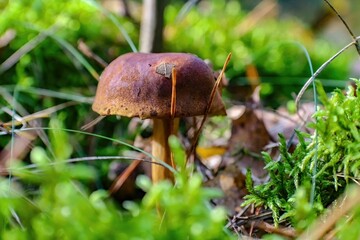 a mushrooms looks like a mushroom standing on a rock in a forest