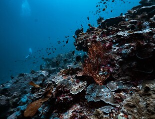colorful coral reef in the blue waters