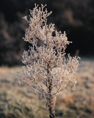 Plant wiht frosty crystalized branches blanketed in ice in open field