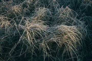the field has long brown grass in it's sides