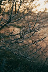 Branches of a tree illuminated by natural light of winter sunrise
