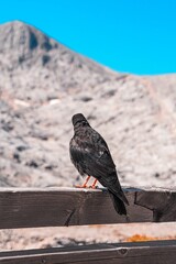 Black raven bird perched on a wooden fence surrounded by a scenic mountain backdrop
