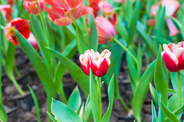 Beautiful bouquet of blooming red pink tulip blossom in garden