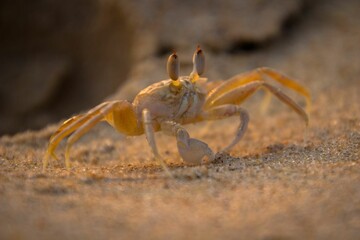Close-up view of a hermit crab walking along a rocky beach shoreline