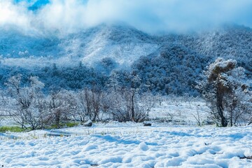 Obraz premium mountains covered in snow with a forest at the bottom of them