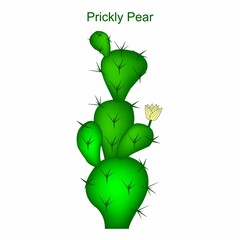 Illustration of a wild, exotic prickly pear plant (Opuntia ficus-indica) on a white background