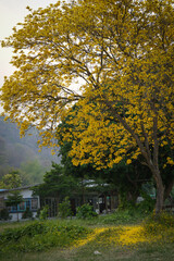 Paraguayan silver trumpet tree or tree of gold flower blossom in spring season short period of full yellow flower along the road 